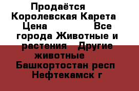 Продаётся!     Королевская Карета › Цена ­ 300 000 - Все города Животные и растения » Другие животные   . Башкортостан респ.,Нефтекамск г.